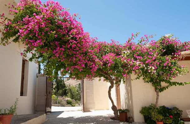 Bougainvillea: Keindahan dan Perawatan Tanaman Hias yang Menawan