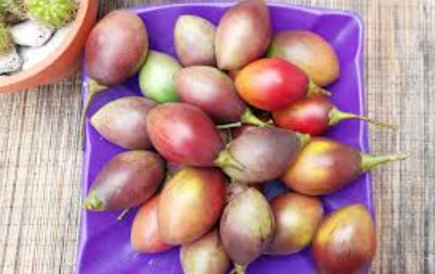 Tamarillo: Buah Eksotis yang Kaya Manfaat