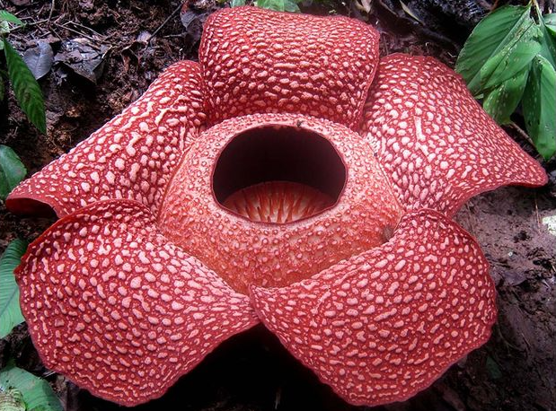 Rafflesia arnoldii: Ratu Bunga Terbesar di Dunia