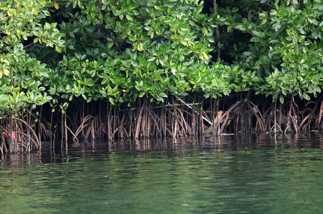 Tumbuhan Mangrove: Penyelamat Ekosistem Pantai