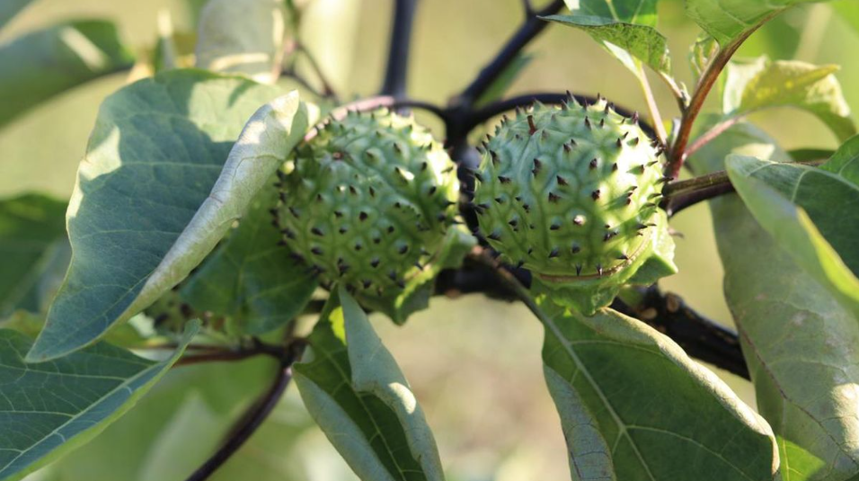 Tumbuhan kecubung (Datura stramonium) mungkin sudah tidak asing lagi bagi banyak orang